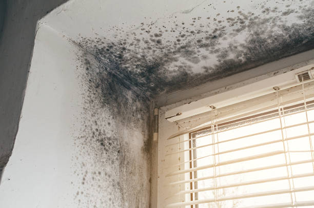 Affordable Mold Removal solutions in Oak Ridge, NJ